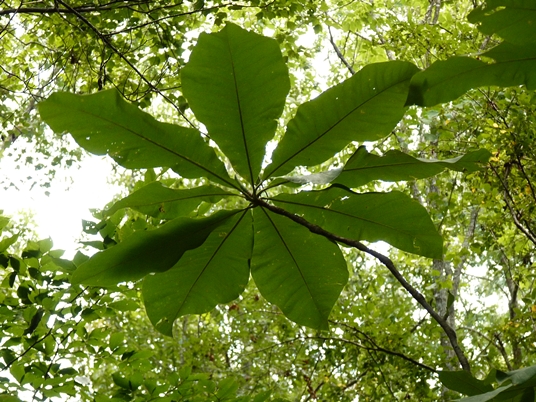 {Magnolia tripetala}